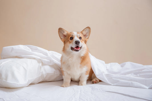 The Ultimate Guide to Washing and Caring for Bamboo Sheets