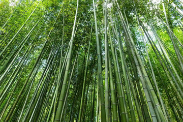 10 Reasons Why Bamboo Bed Sheets Are Worth the Investment